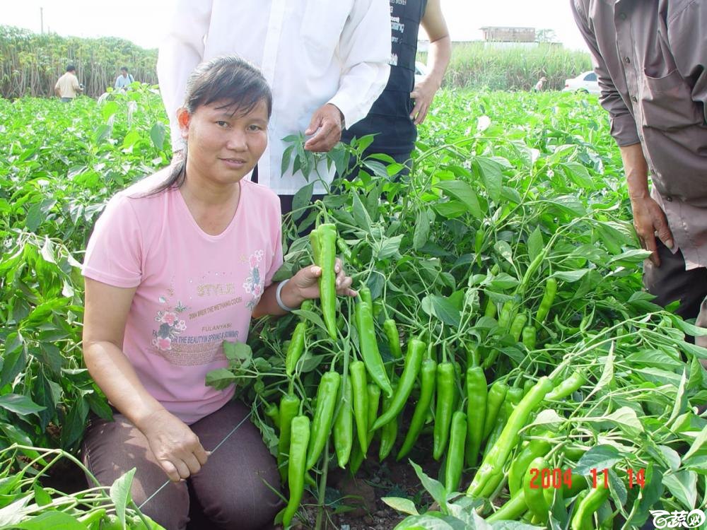 广东省农科院蔬菜研究所福康5号辣椒2004年和2005年在湛江遂溪召开现场展示会_029.jpg