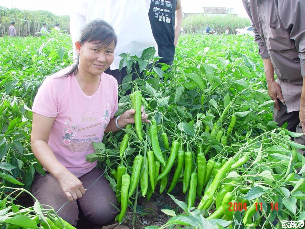 广东省农科院蔬菜研究所福康5号辣椒2004年和2005年在湛江遂溪召开现场展示会_030.jpg