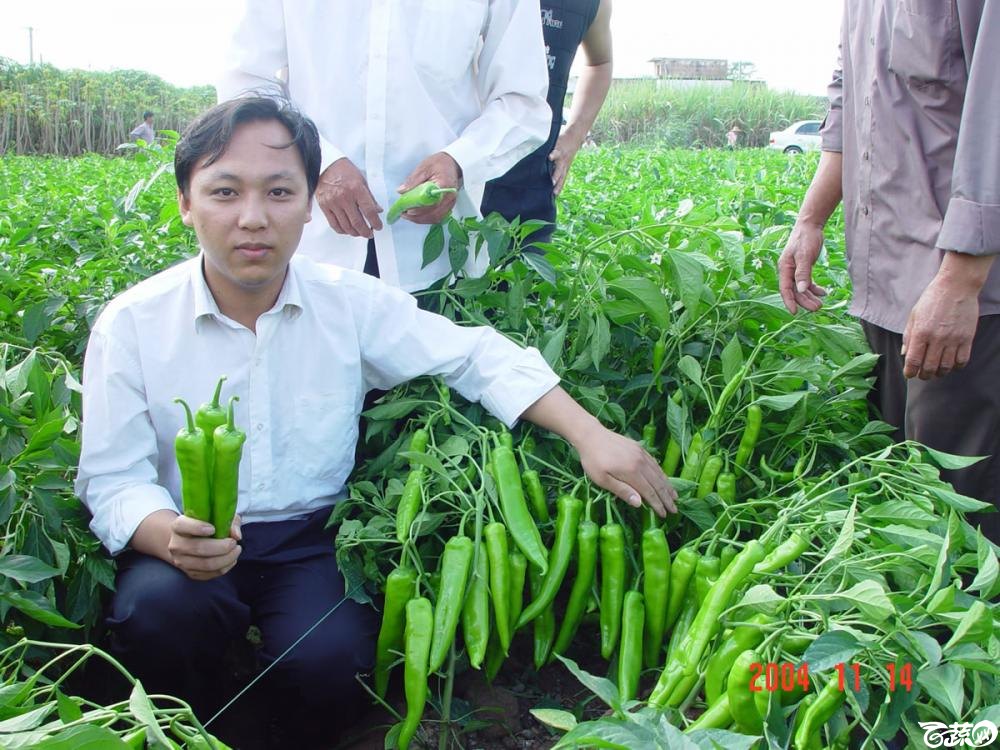 广东省农科院蔬菜研究所福康5号辣椒2004年和2005年在湛江遂溪召开现场展示会_031.jpg