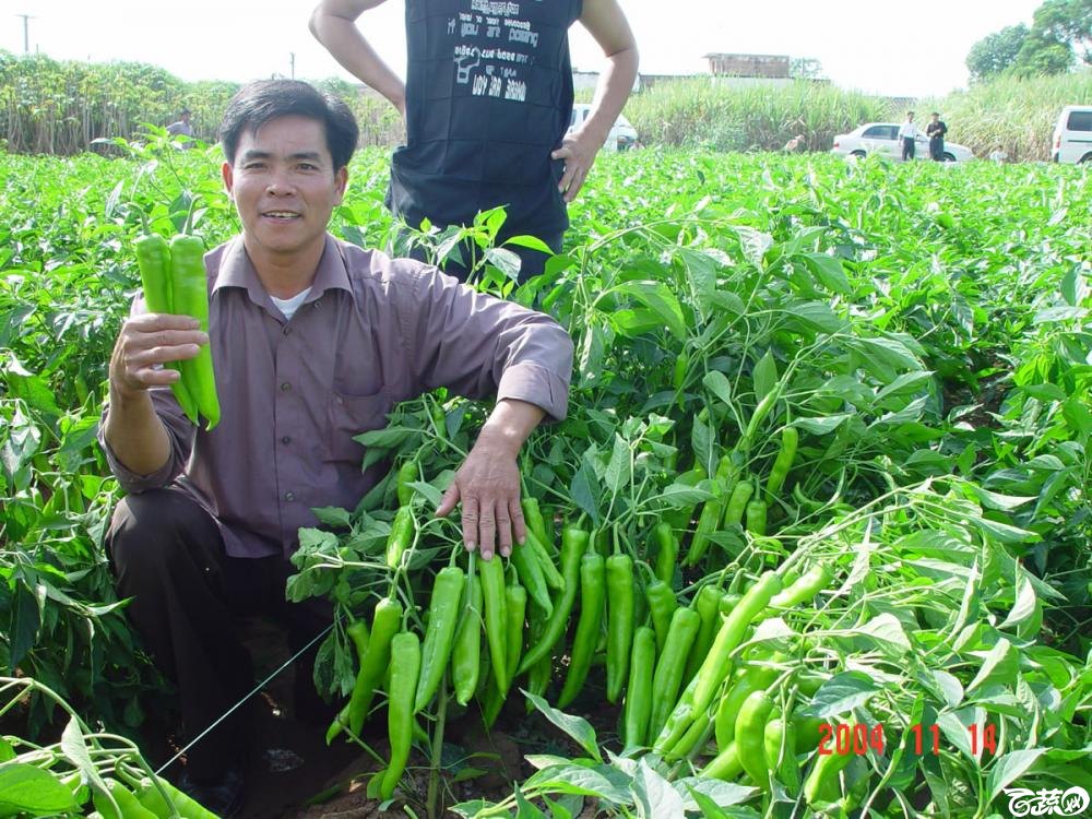 广东省农科院蔬菜研究所福康5号辣椒2004年和2005年在湛江遂溪召开现场展示会_035.jpg