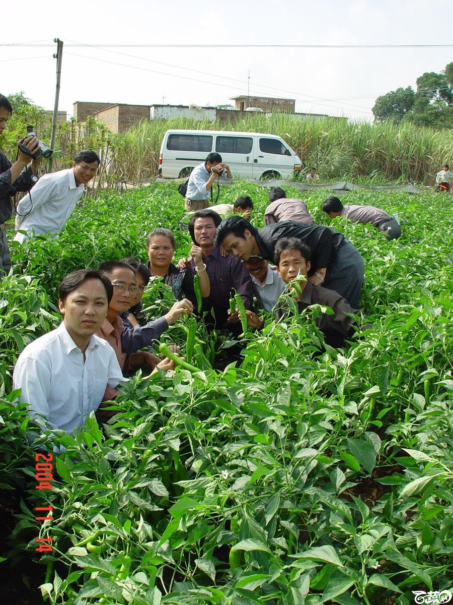 广东省农科院蔬菜研究所福康5号辣椒2004年和2005年在湛江遂溪召开现场展示会_041.jpg