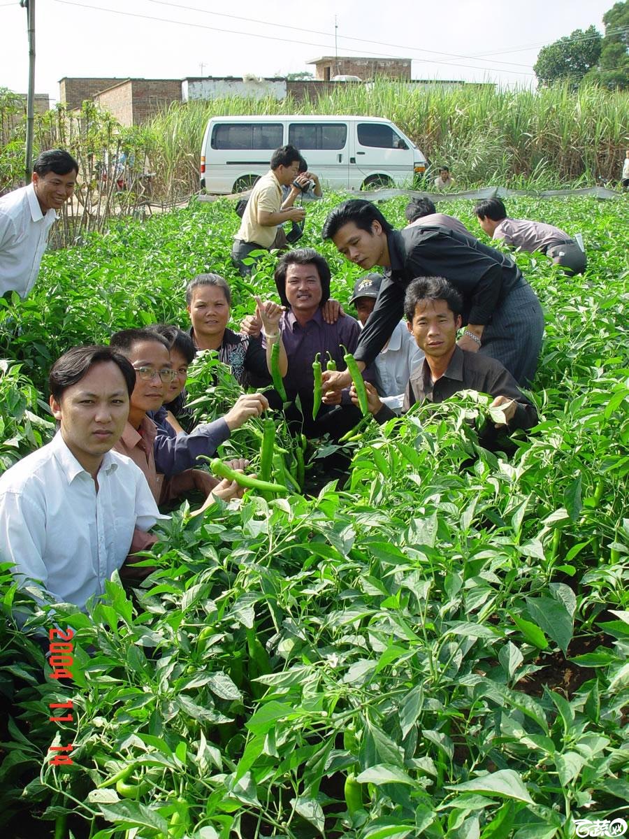 广东省农科院蔬菜研究所福康5号辣椒2004年和2005年在湛江遂溪召开现场展示会_042.jpg