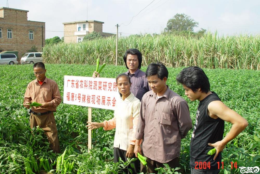 广东省农科院蔬菜研究所福康5号辣椒2004年和2005年在湛江遂溪召开现场展示会_044.jpg