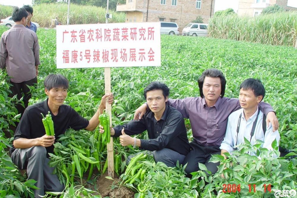 广东省农科院蔬菜研究所福康5号辣椒2004年和2005年在湛江遂溪召开现场展示会_046.jpg