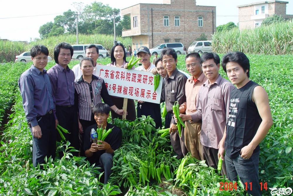 广东省农科院蔬菜研究所福康5号辣椒2004年和2005年在湛江遂溪召开现场展示会_053.jpg