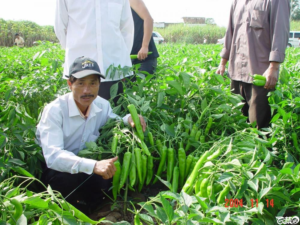 广东省农科院蔬菜研究所福康5号辣椒2004年和2005年在湛江遂溪召开现场展示会_056.jpg