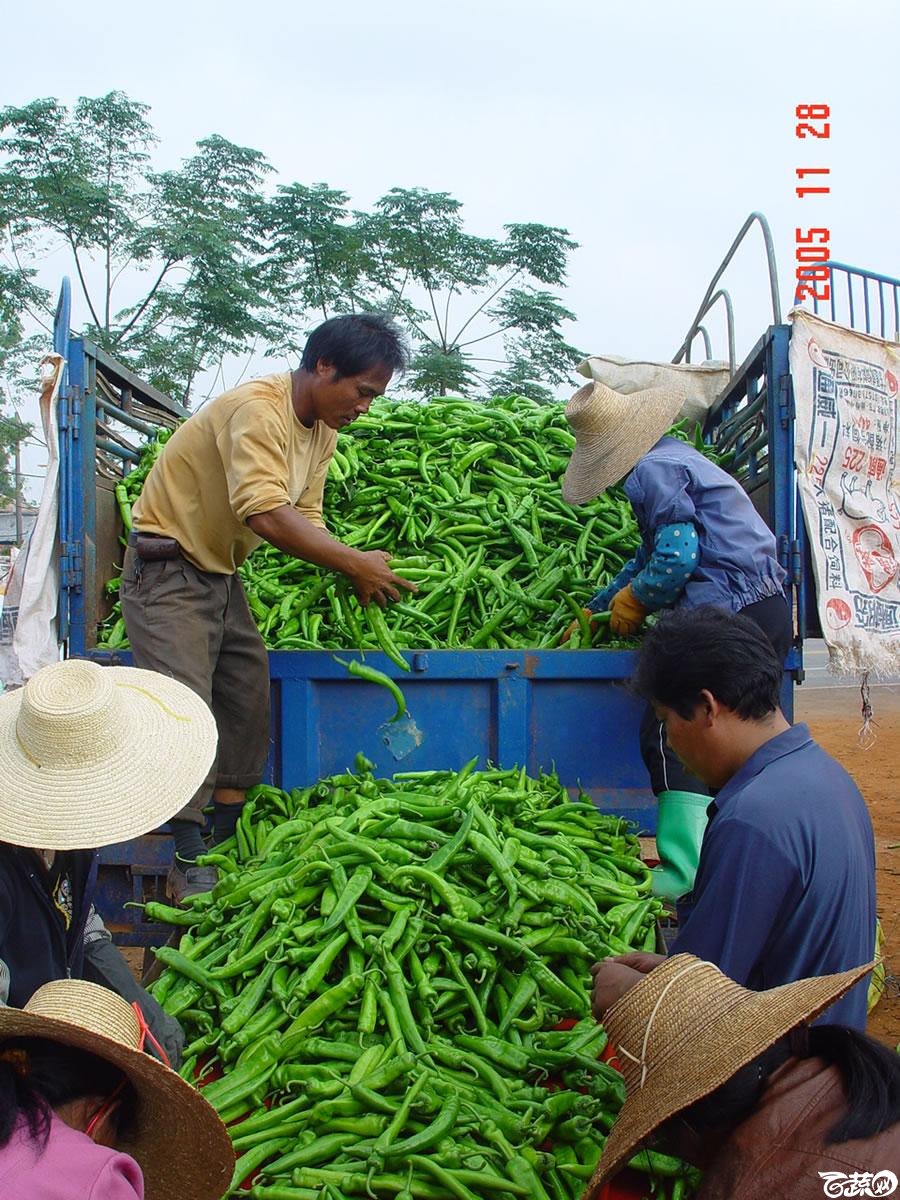 广东省农科院蔬菜研究所福康5号辣椒2004年和2005年在湛江遂溪召开现场展示会_060.jpg