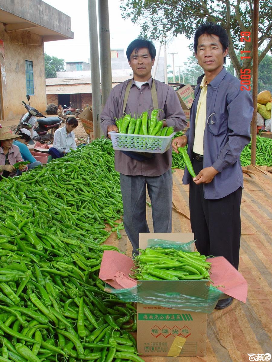 广东省农科院蔬菜研究所福康5号辣椒2004年和2005年在湛江遂溪召开现场展示会_061.jpg