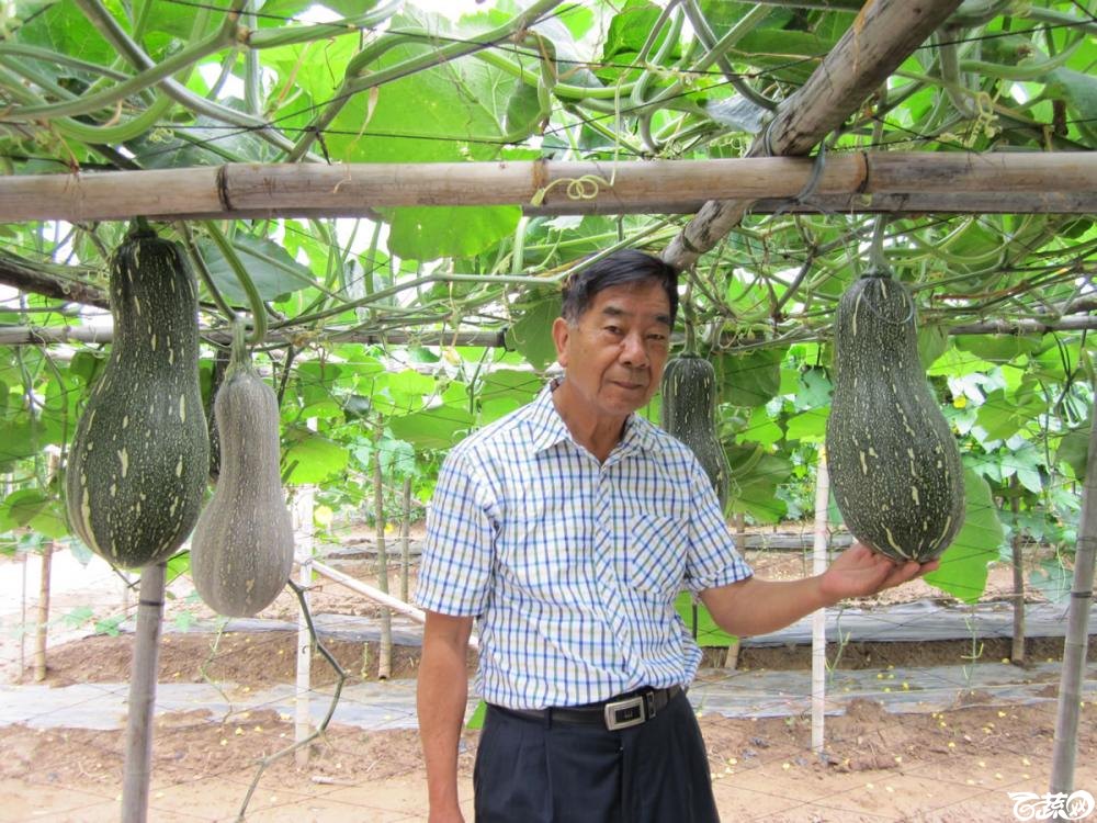 广州卓艺香芋南瓜田间种植表现_002.jpg