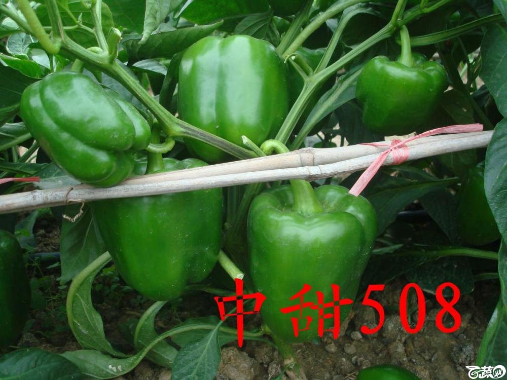 中农福得系列优良蔬菜品种田间展示种植表现_005.jpg