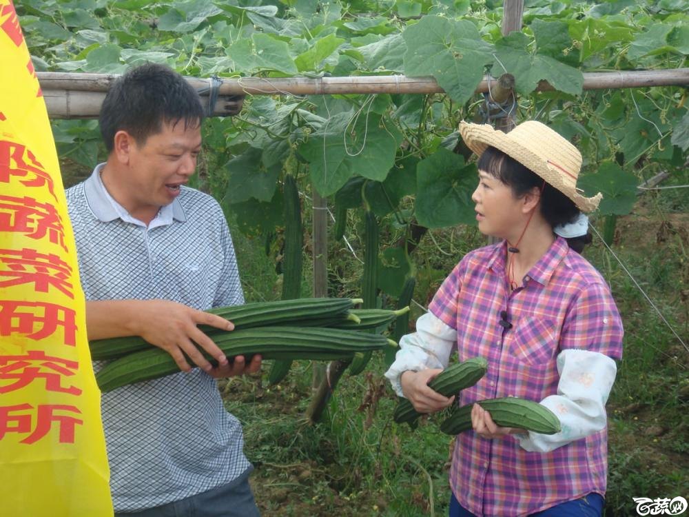 广东农科院蔬菜研究所雅绿六号丝瓜_010.jpg