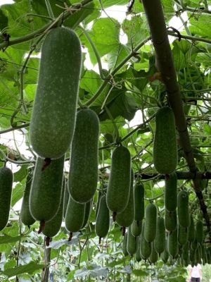 瓜类|百蔬图(农科百蔬网)