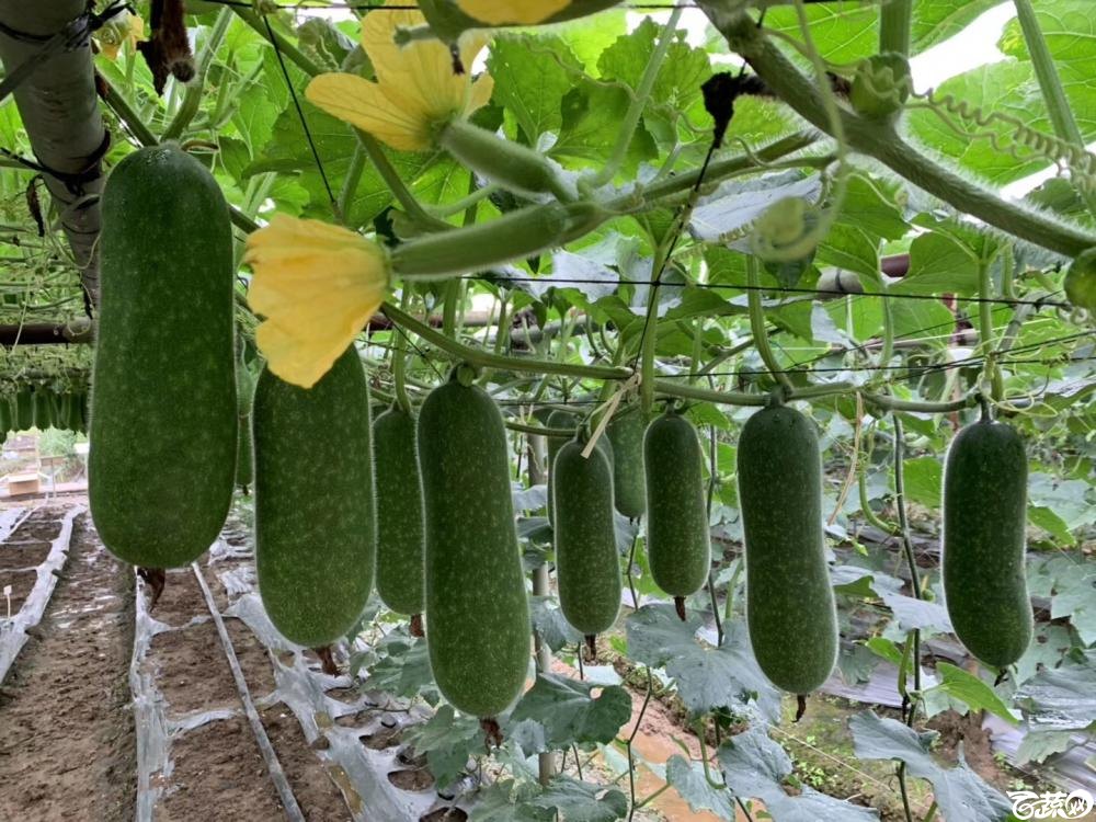 第十七届广州市蔬菜新品种展示推广会专家重点推介品种宝玉8121节瓜