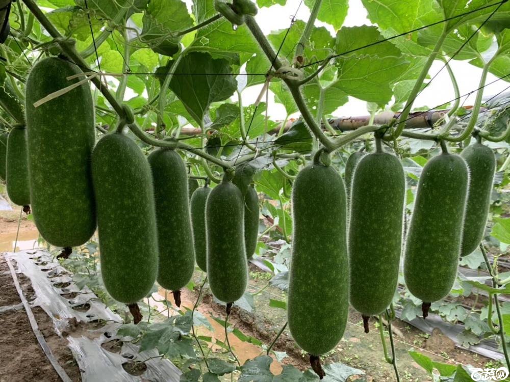 节瓜(节瓜种植方法和时间)