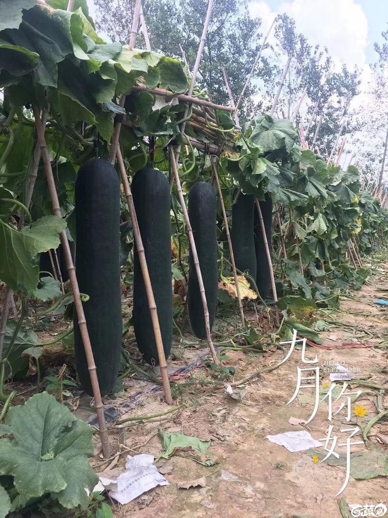 铁柱2号冬瓜在河南表现相当优异1.jpg