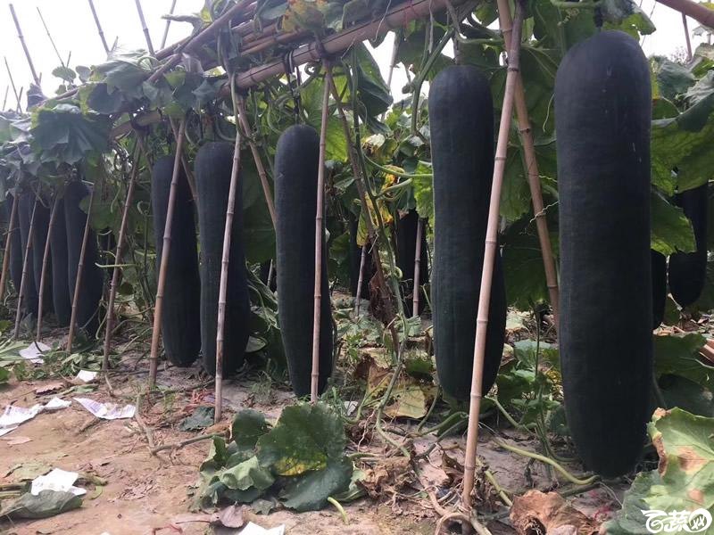 铁柱2号冬瓜在河南表现相当优异3.jpg