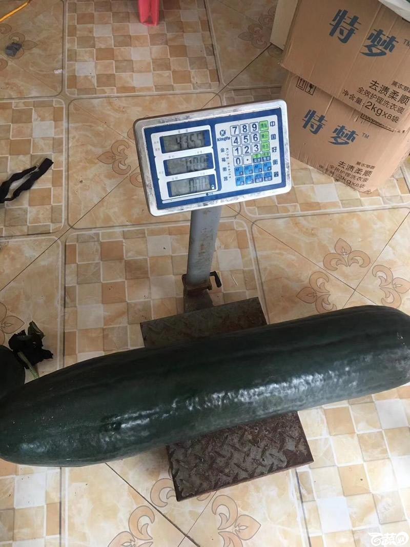铁柱2号冬瓜在河南表现相当优异7.jpg