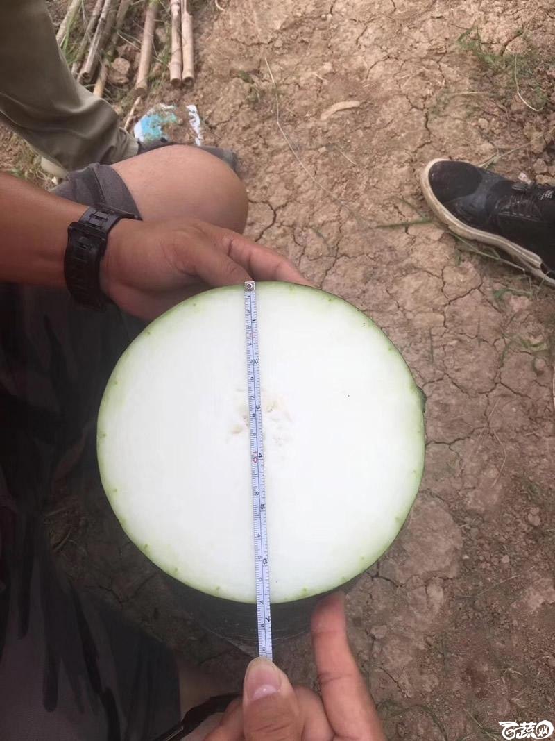 铁柱2号冬瓜在河南表现相当优异-空腔极小.jpg