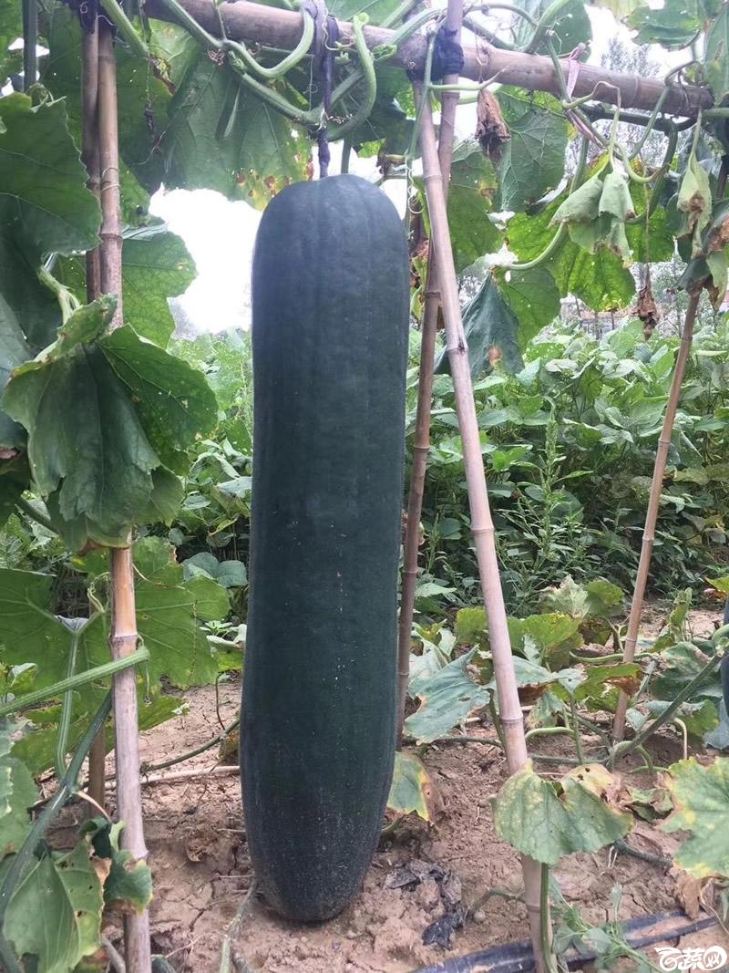 铁柱2号冬瓜在河南表现相当优异-瓜条优美6.jpg