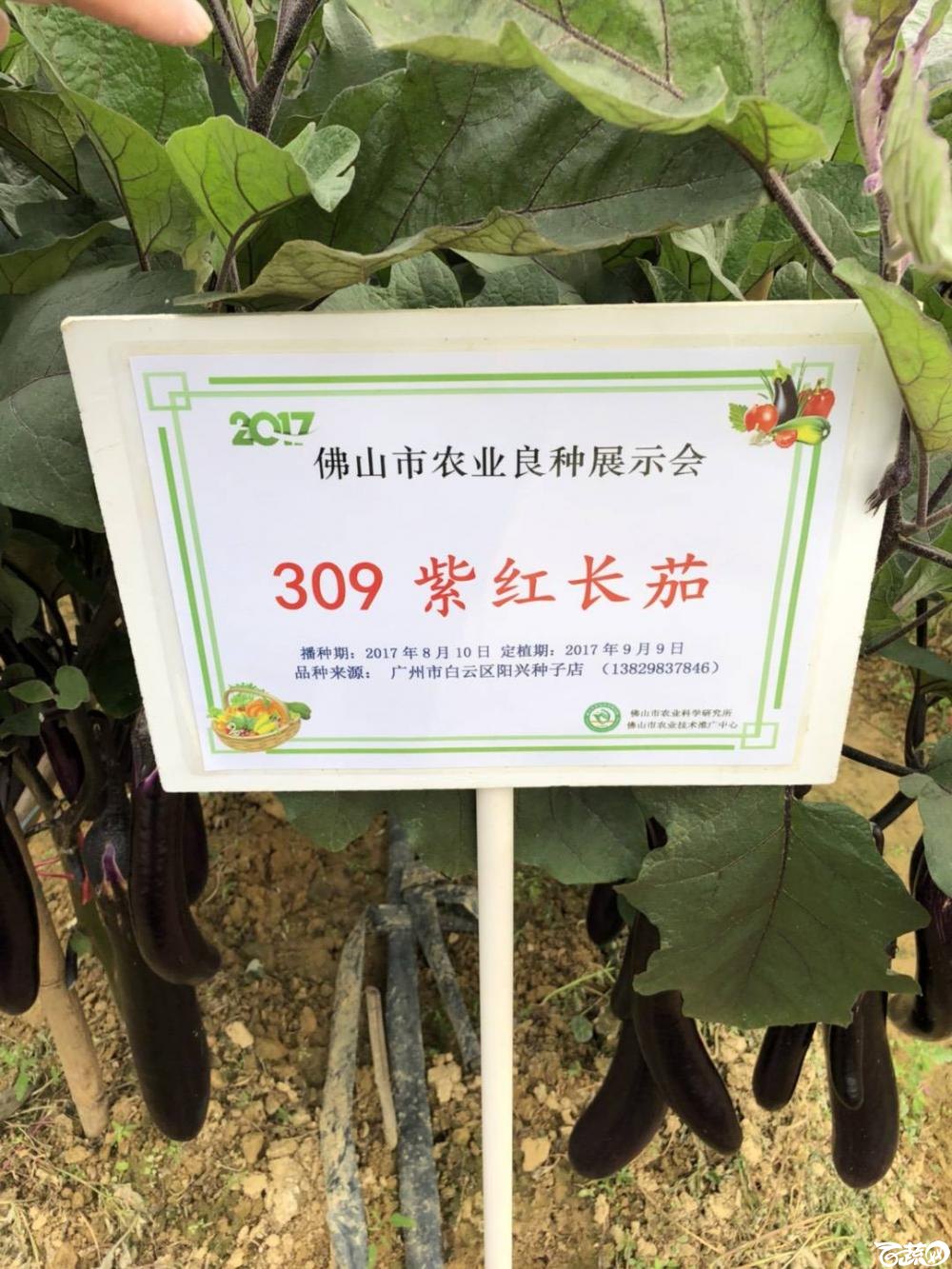 农达309茄子在2017年佛山种业博览会的种植表现2.jpg