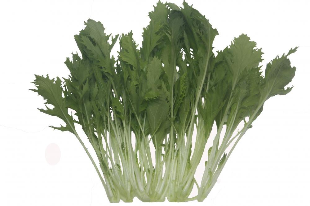 银丝菜.jpg