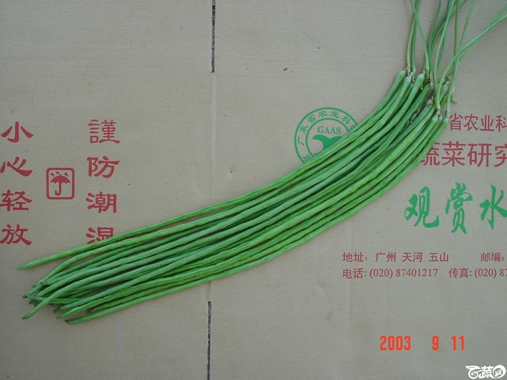 亮青豆角3.jpg