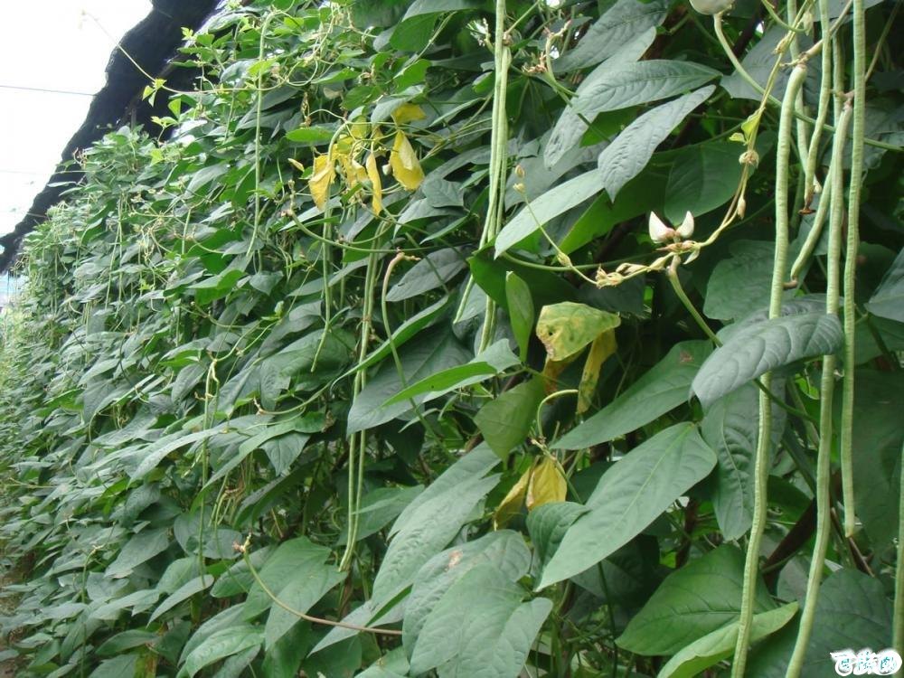 亮青豆角4.jpeg