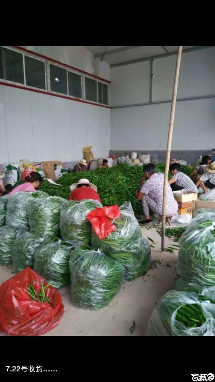 广州阳兴辣椒系列 003.jpg