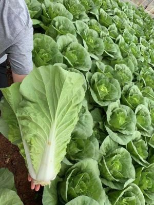 百蔬图，蔬菜图片，一网打尽