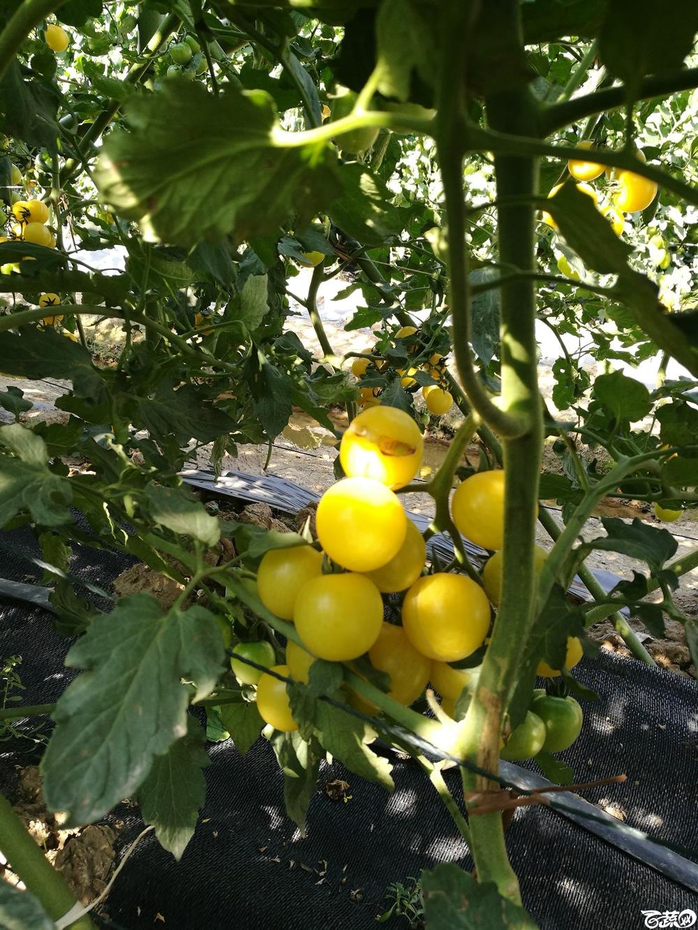 第十二届广州蔬菜展示会专家重点推荐品种,广州市农科院黄樱一号_006.jpg