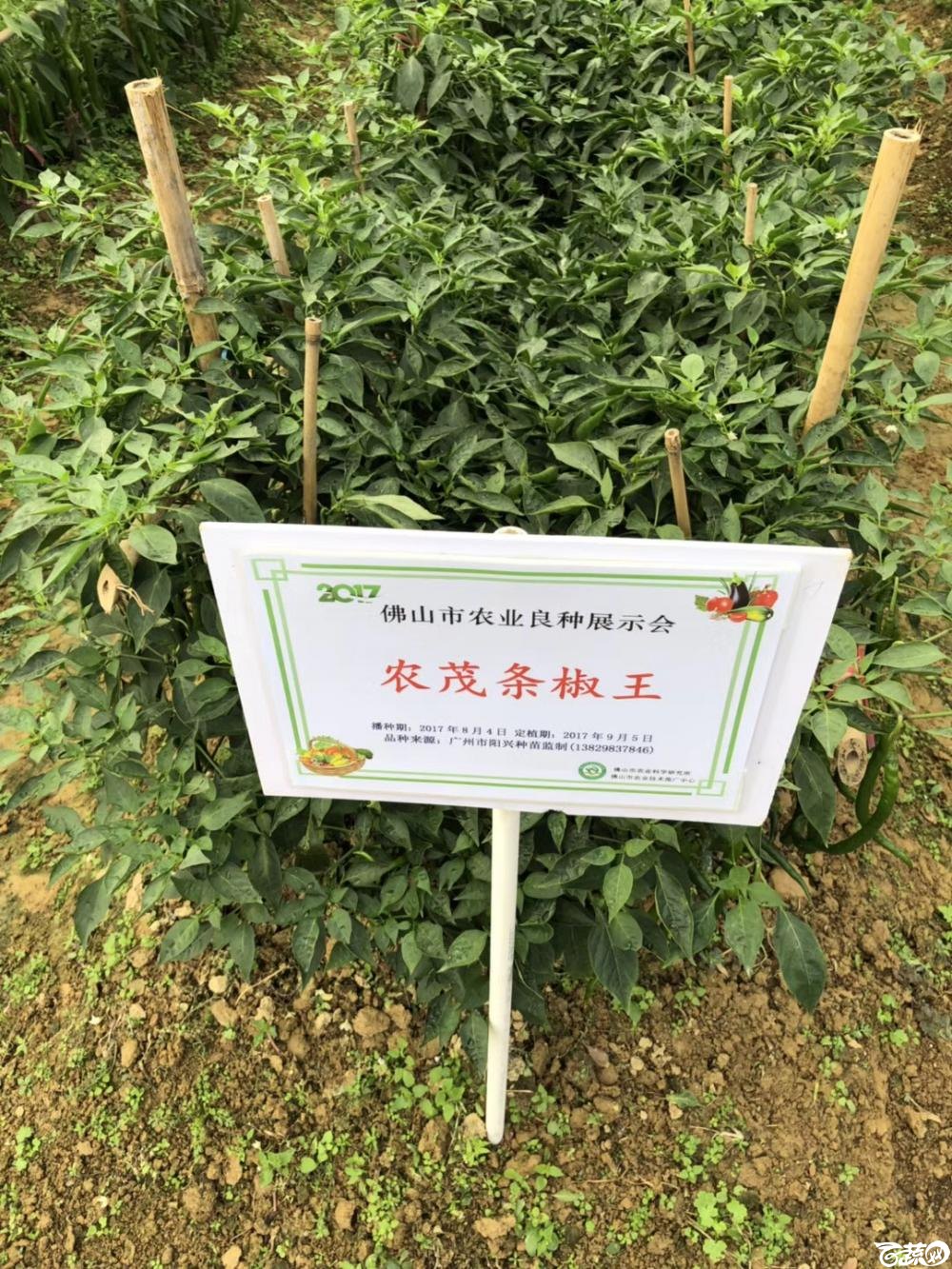 广州阳兴农茂金条线椒在2017年佛山种业博览会的种植表现.jpg