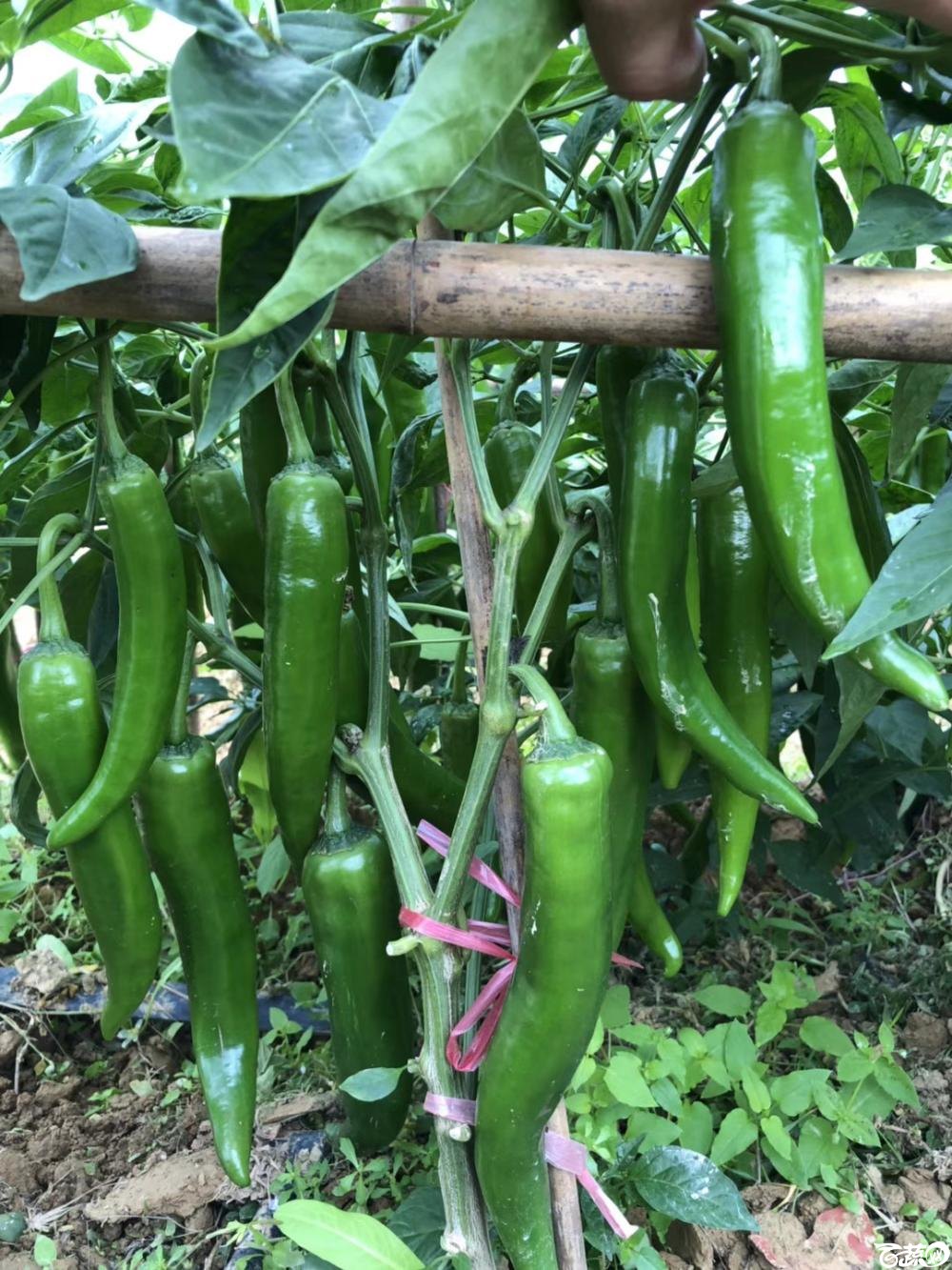 广州阳兴传奇大果青椒在2017年佛山种业博览会的种植表现2.jpg