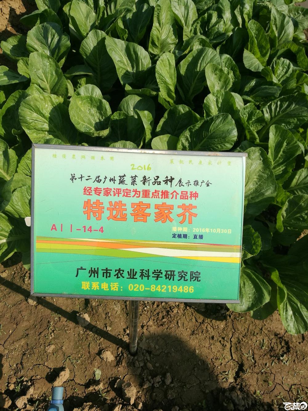 第十二届广州蔬菜展示会专家重点推荐品种,广州市农科院特选客家芥_001.jpg