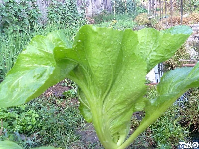 广东农科院蔬菜研究所水东芥菜.jpg