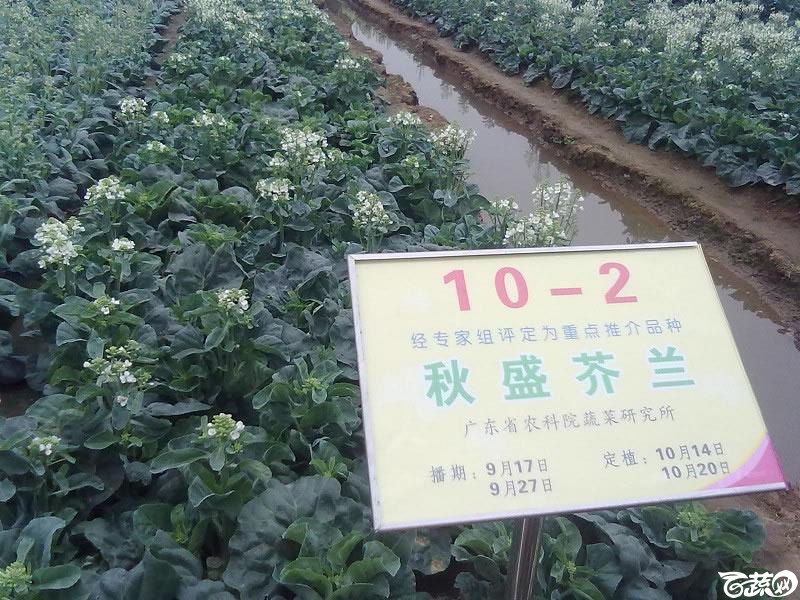 广东农科院蔬菜研究所秋盛芥蓝1.jpg