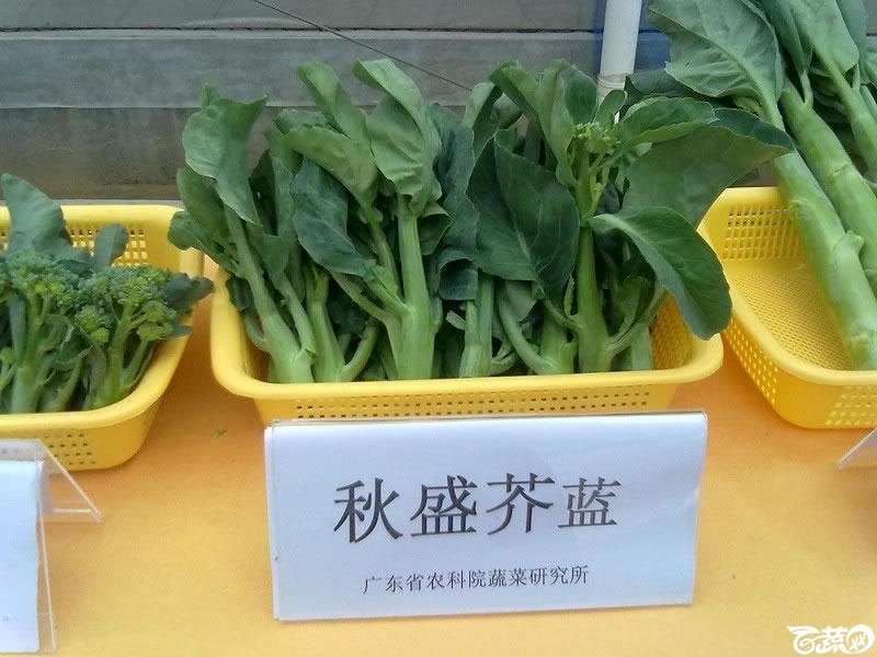 广东农科院蔬菜研究所秋盛芥蓝2.jpg