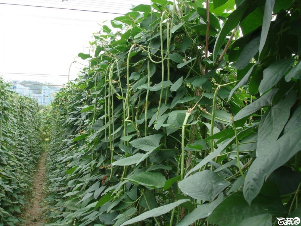 广东农科院蔬菜研究所宝丰豆角 001.jpg