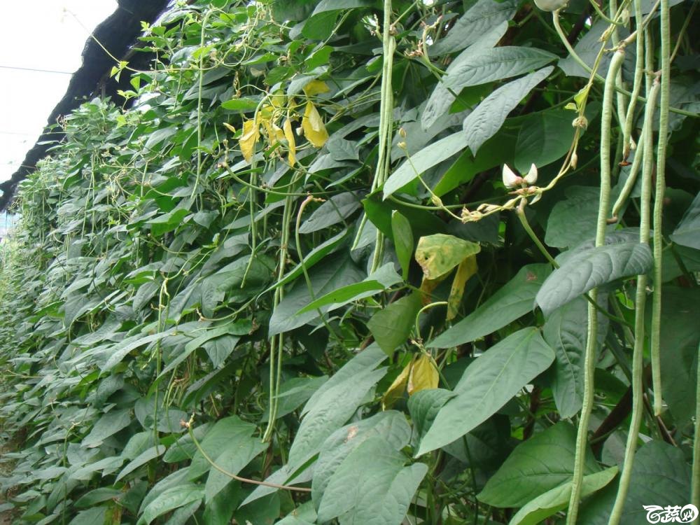 广东农科院蔬菜研究所亮青豆角 001.jpg