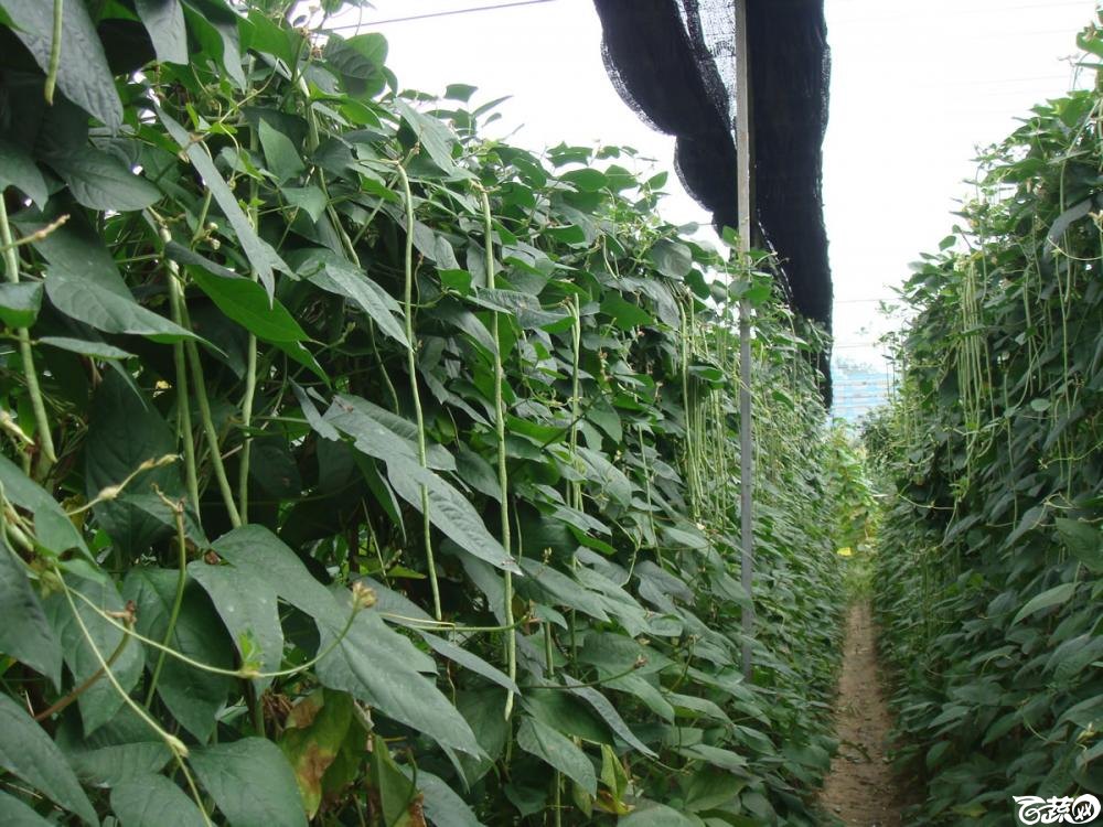 广东农科院蔬菜研究所亮青豆角 002.jpg