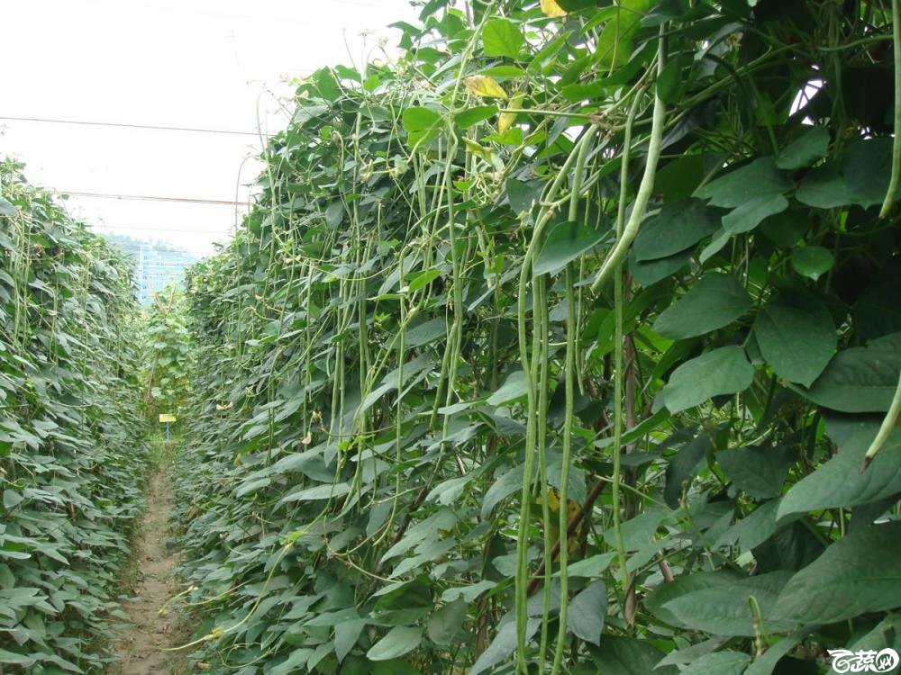 广东农科院蔬菜研究所宝丰豆角 003.jpg