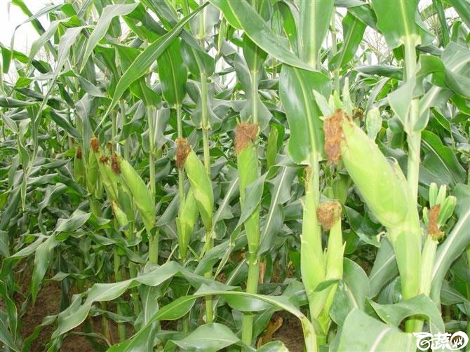 广东农科院蔬菜研究所丰甜一号玉米.jpg
