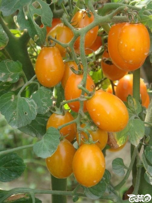 广东农科院蔬菜研究所黄箭樱桃番茄.jpg