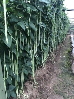 百蔬图，蔬菜图片，一网打尽