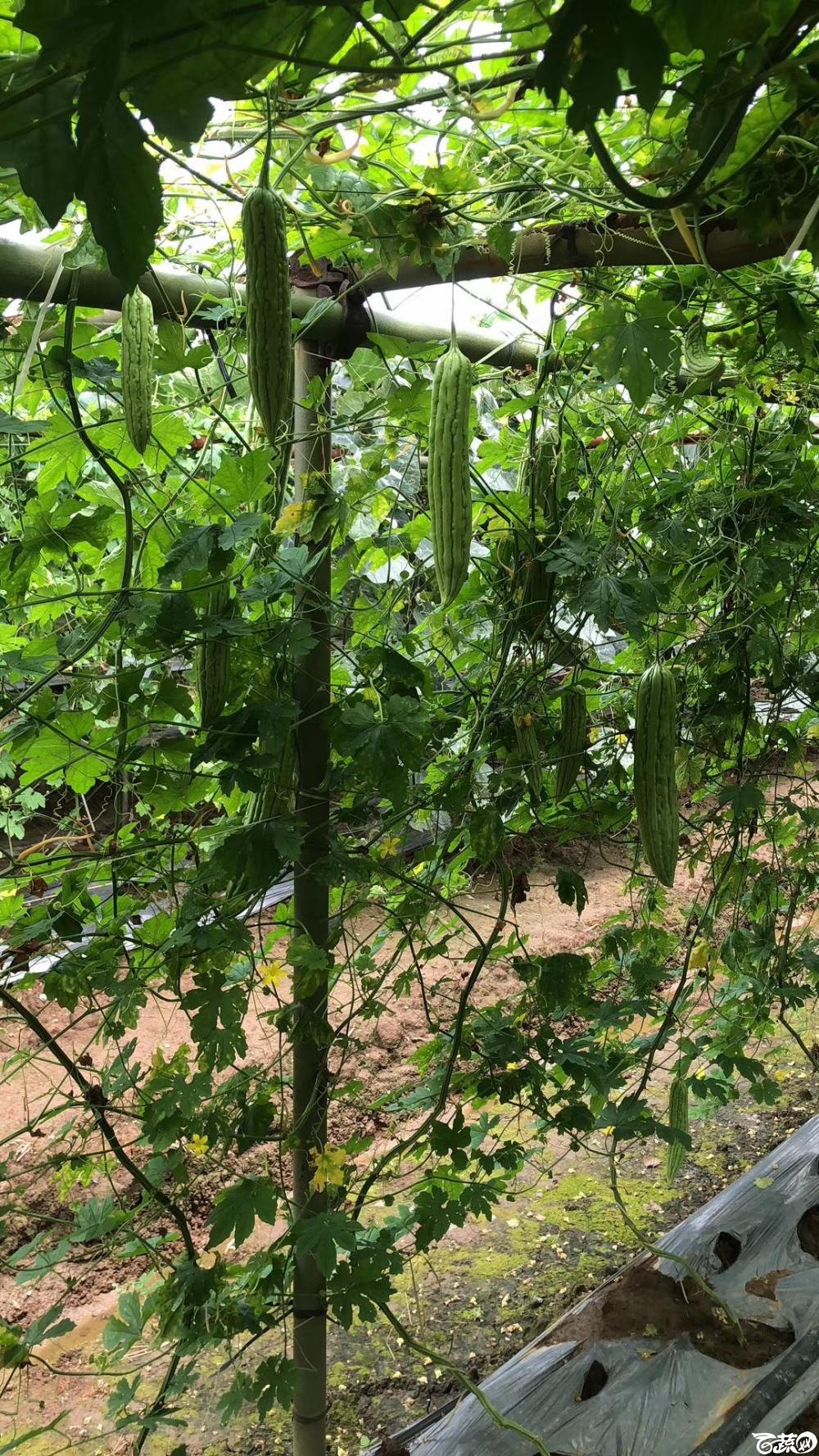 第十七届广州市蔬菜新品种展示推广会，揭阳农友种子公司经典3号苦瓜 008.JPG