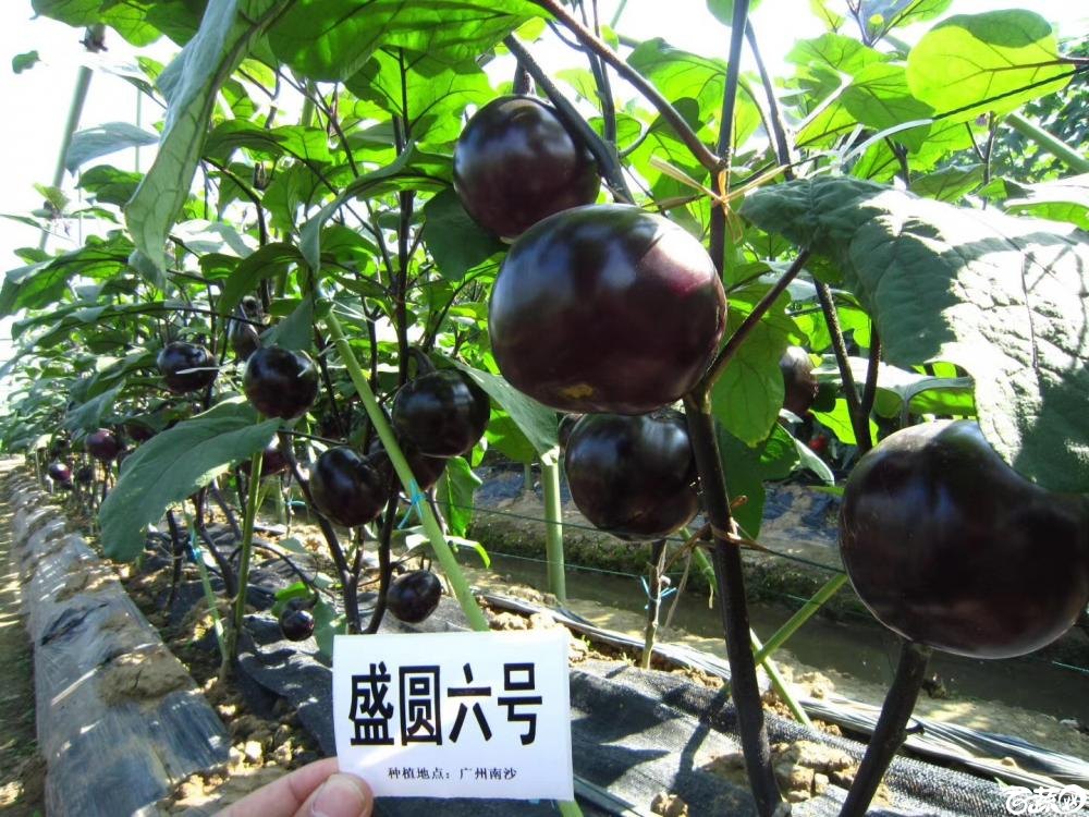 第十七届广州市蔬菜新品种展示推广会,山东华盛种业公司盛圆六号茄子.JPG