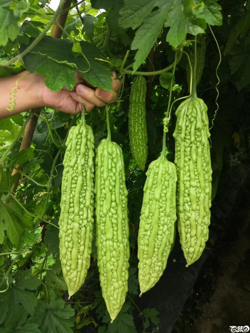 东莞常宁珍珠苦瓜IMG 6799.JPG