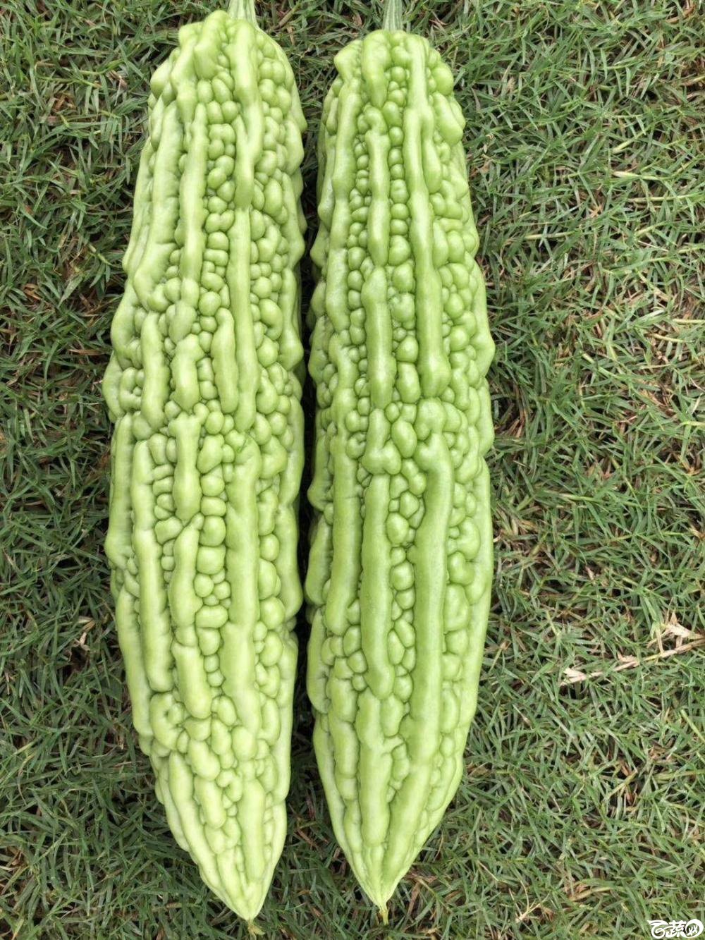 东莞常宁珍珠苦瓜IMG 6801.JPG