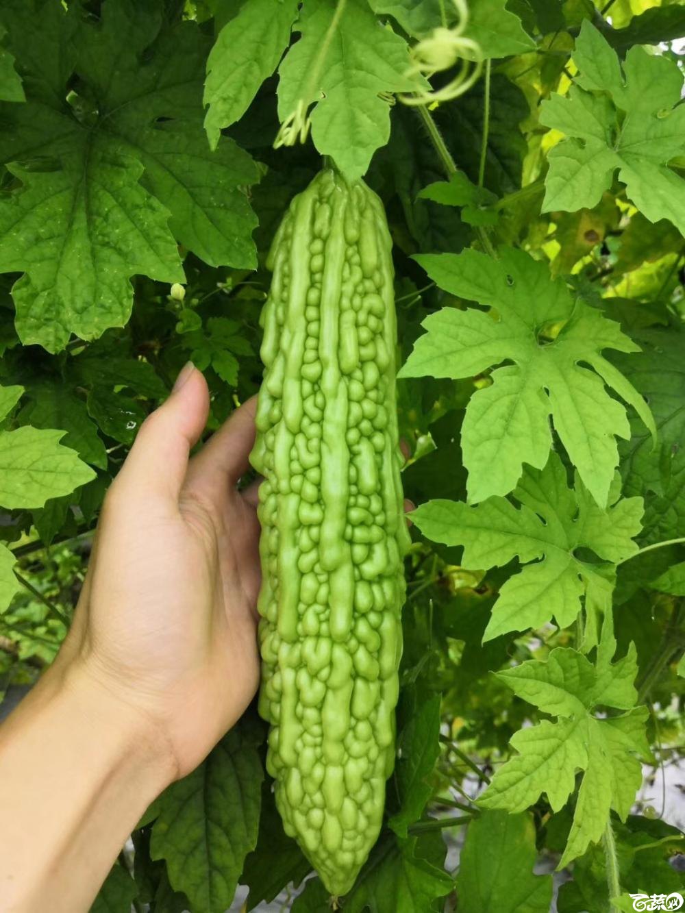 东莞常宁珍珠苦瓜img 6797.jpg