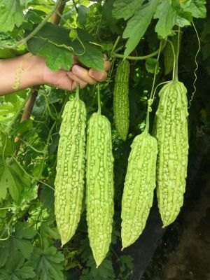 瓜类|百蔬图(农科百蔬网)