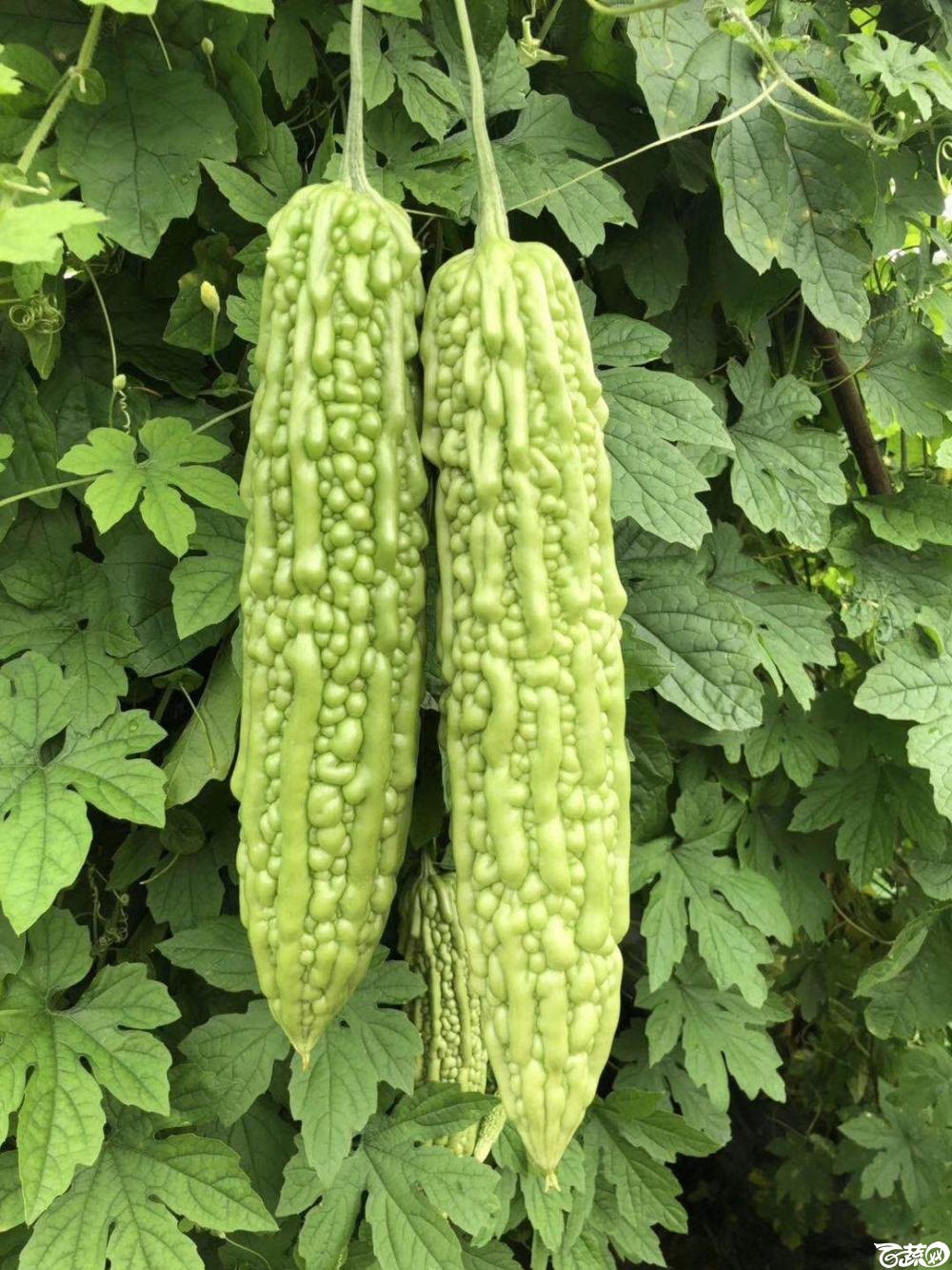 东莞常宁珍珠苦瓜img6803jpg